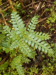 Weinmannia trichosperma