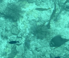 Bodianus parrae