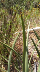 Hesperoyucca