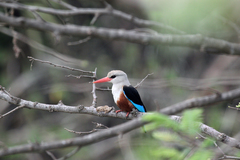 Halcyon leucocephala