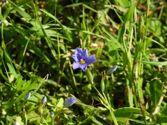 Sisyrinchium pruinosum