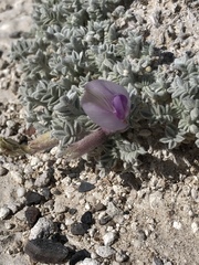 Astragalus phoenix