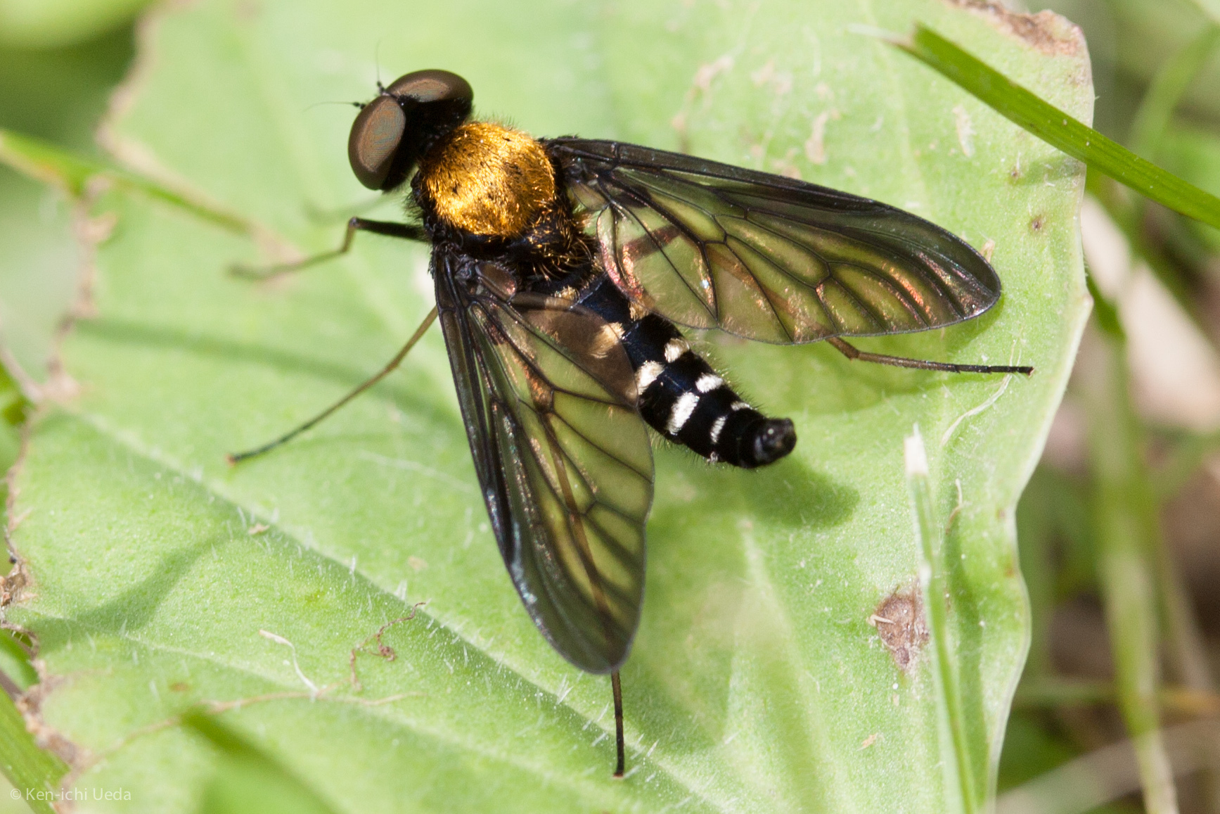 golden-backed snipe fly