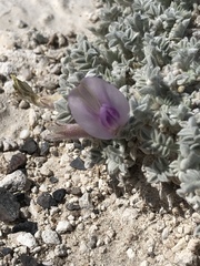 Astragalus phoenix