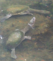 Chelidae