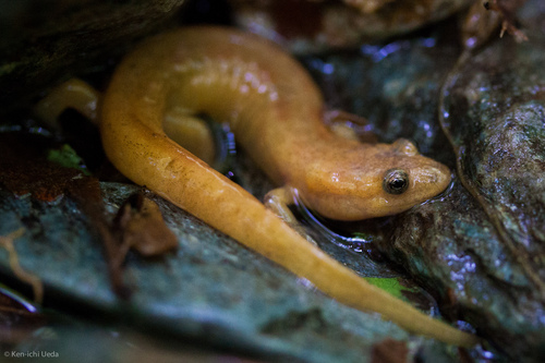 Dusky Salamander, Desmognathus fuscus