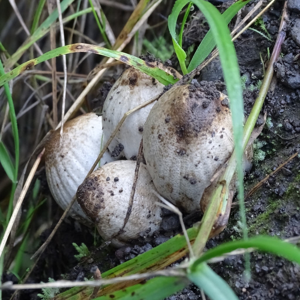 Coprinopsis atramentaria · April 2019 · photo: © cristianriquelme (iNaturalist, cc-by)