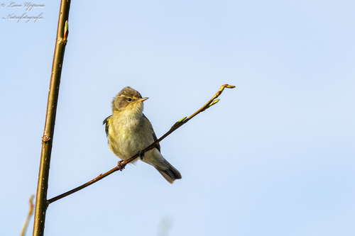 Mosquitero común (Phylloscopus collybita)