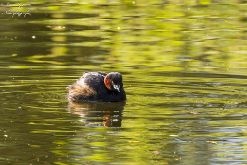 Zampullín común (Tachybaptus ruficollis)