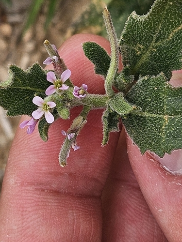 Image of Strigosella africana by (c) Marc Riera, some rights reserved (CC BY)