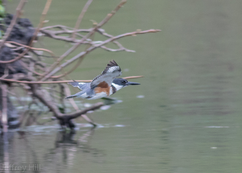 Belted Kingfisher photographed in Nebraska
