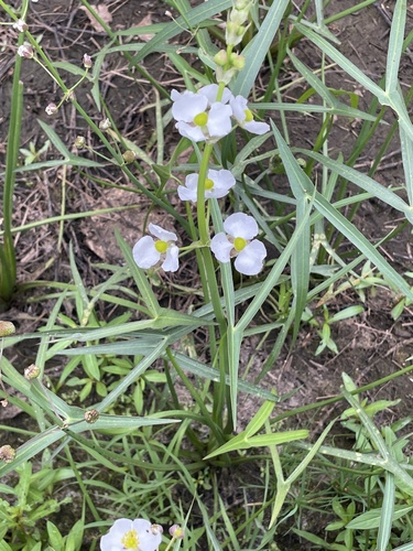 Longbarb arrowhead (Sagittaria longiloba)