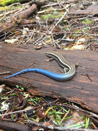iNaturalist observation photo of Western Skink