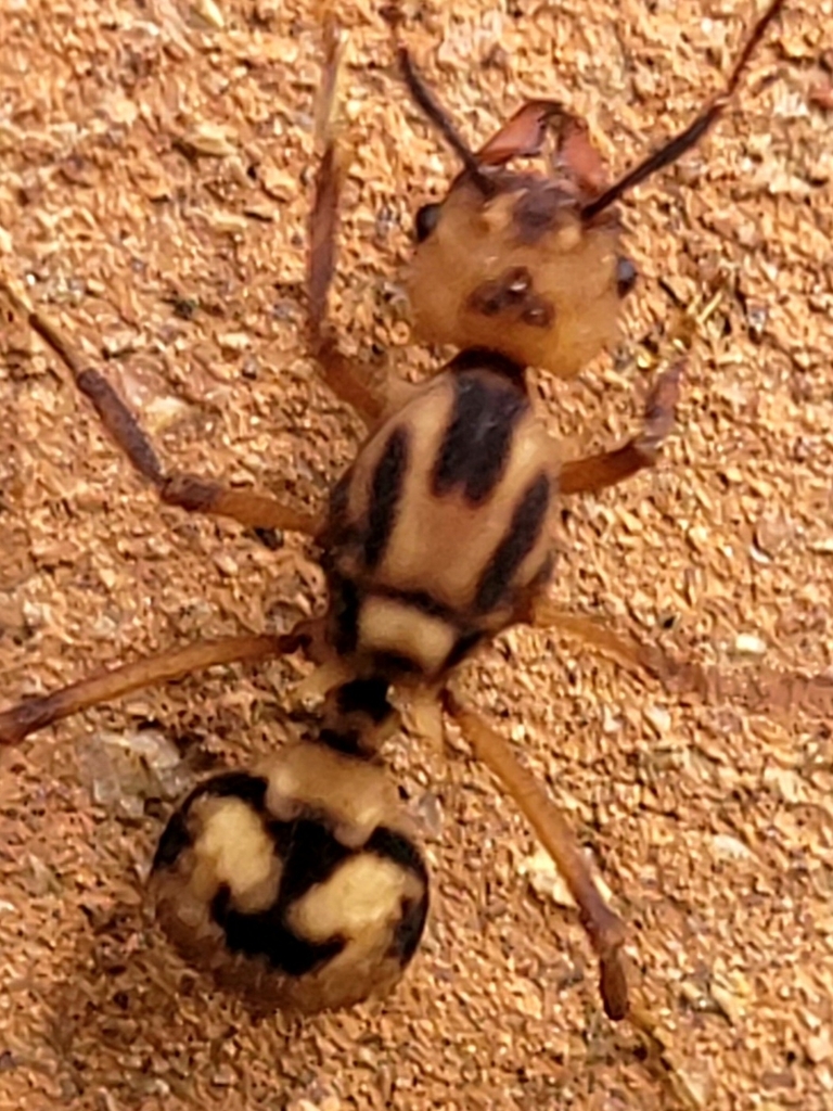 Acromyrmex coronatus