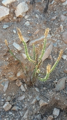 Ophryosporus triangularis