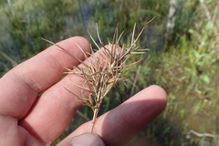 Dichanthelium scabriusculum