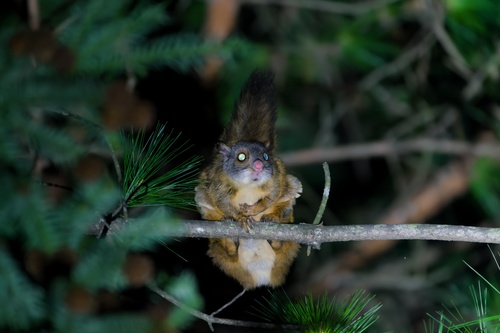 Gray-headed Flying Squirrel