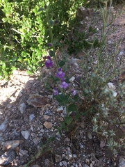 Sairocarpus nuttallianus