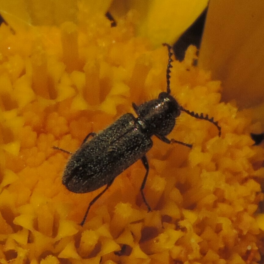 Aplocnemus pectinatus