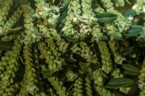 Aloysia polystachya, photograph 4