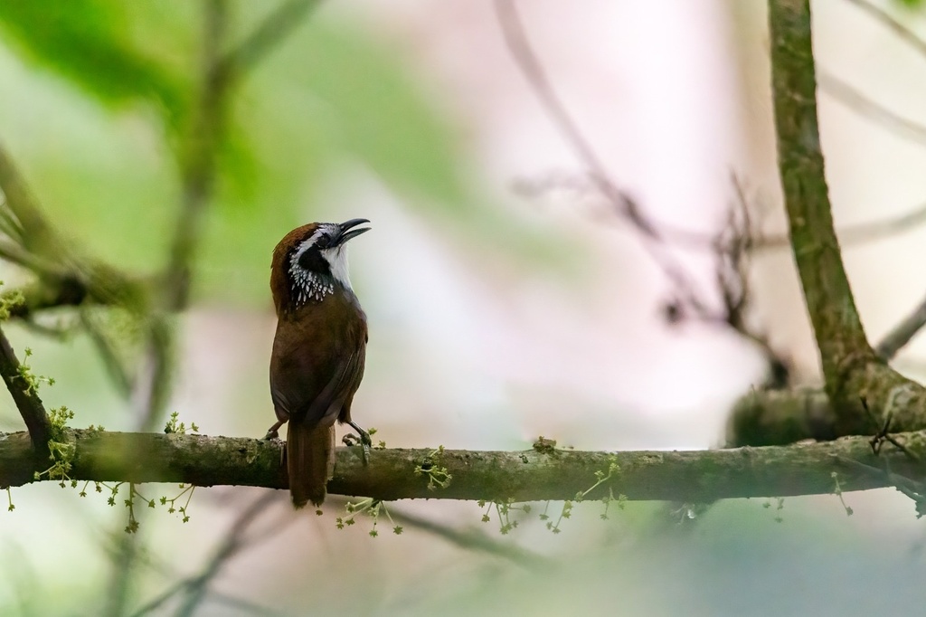 Snowy-throated Babbler (Stachyris oglei) photo