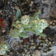 Stylocline gnaphaloides