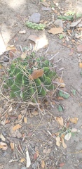 Ferocactus herrerae