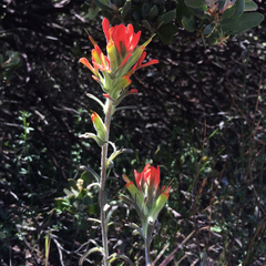 Castilleja foliolosa