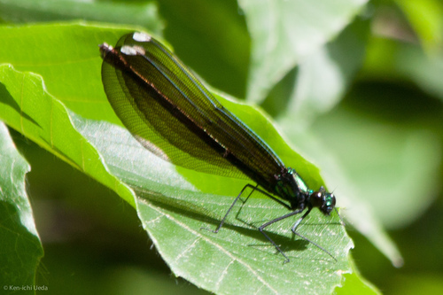 Ebony Jewelwing