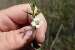 Gratiola brevifolia