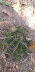 Ferocactus herrerae