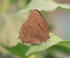 Arhopala aedias
