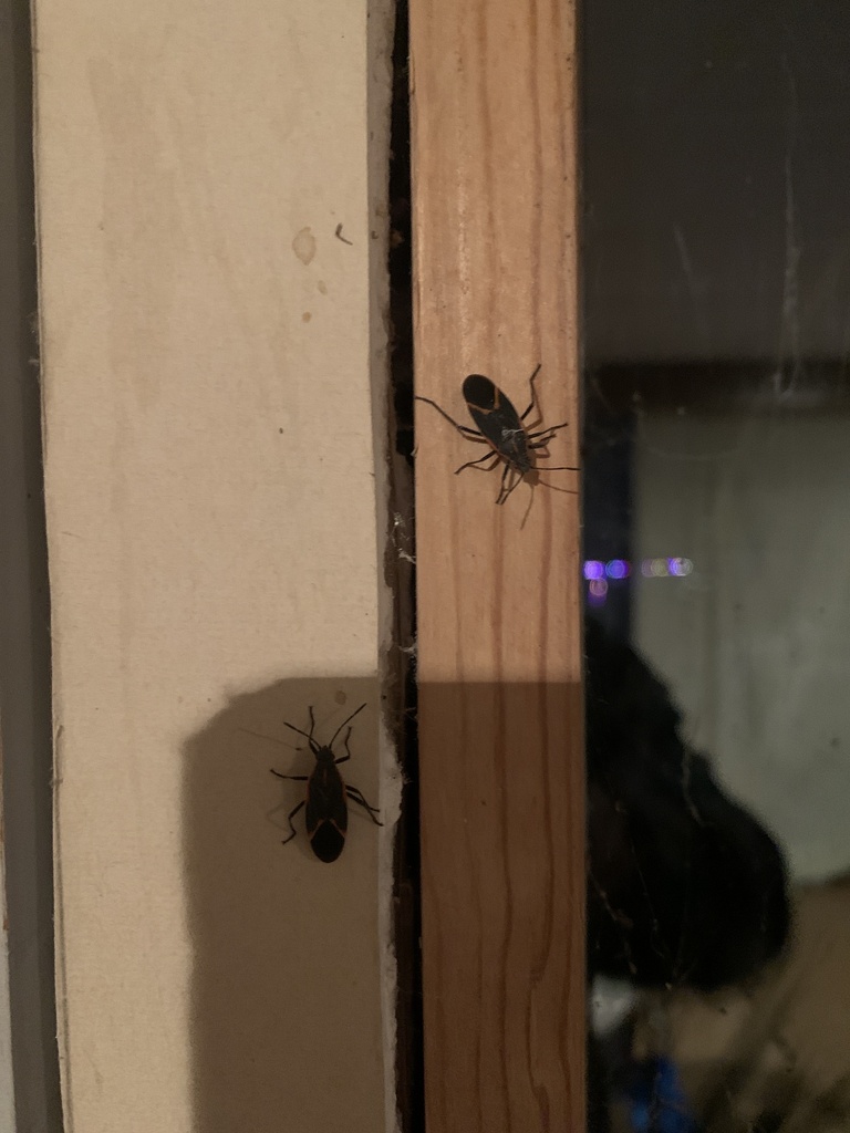 Eastern Boxelder Bug from Holly St, Kansas City, MO, US on February 7 ...