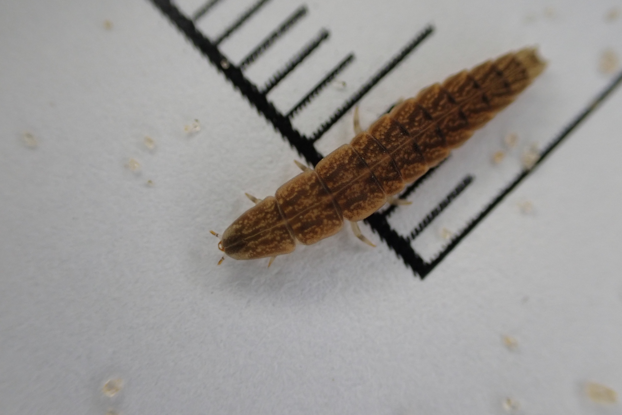 Pleotomodes firefly larva