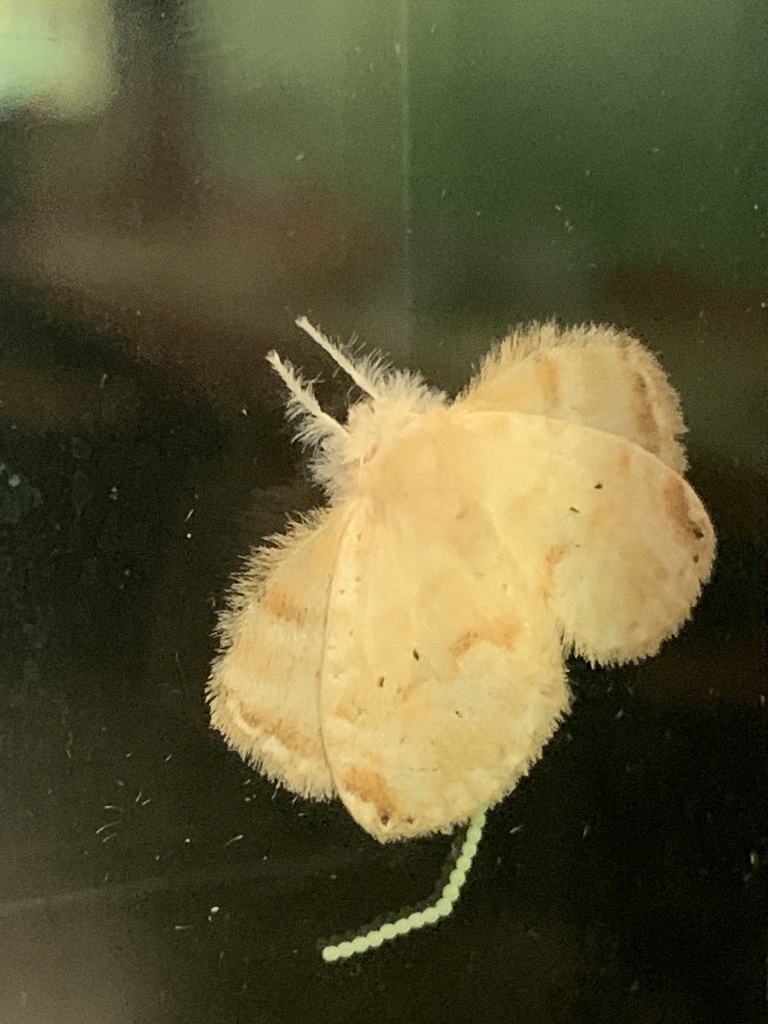 Nesara dalceroides