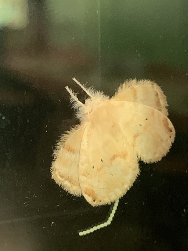 Nesara dalceroides