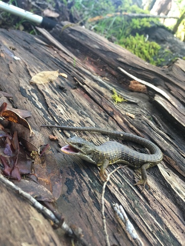 iNaturalist observation photo of Northern Alligator Lizard