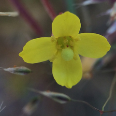 Camissonia strigulosa
