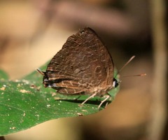 Arhopala eumolphus