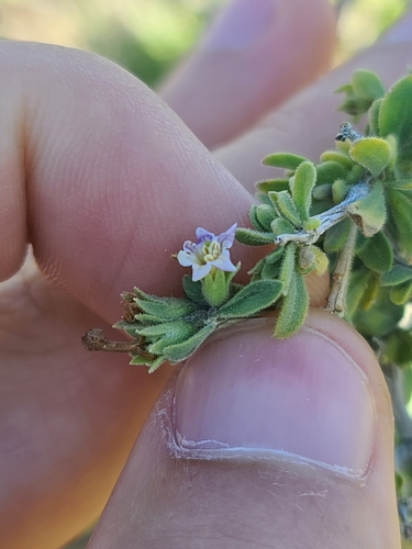 Image of Lycium parishii by no rights reserved