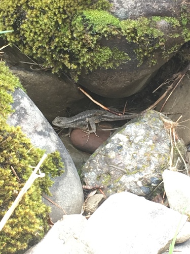 iNaturalist observation photo of Western Fence Lizard