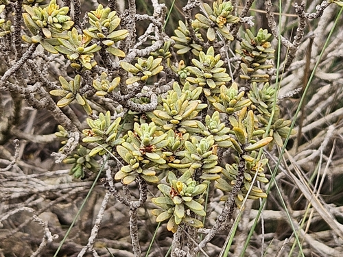 Image of Thymelaea tinctoria by (c) Marc Riera, some rights reserved (CC BY)