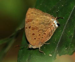 Arhopala silhetensis