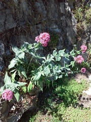 Centranthus ruber