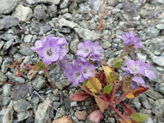 Phacelia divaricata