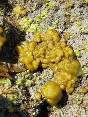 Leathesia marina