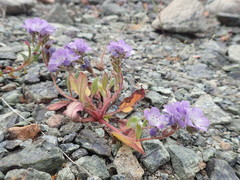 Phacelia divaricata
