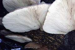 Crepidotus fuscovelutinus