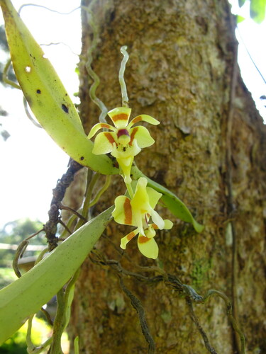Pteroceras fragrans