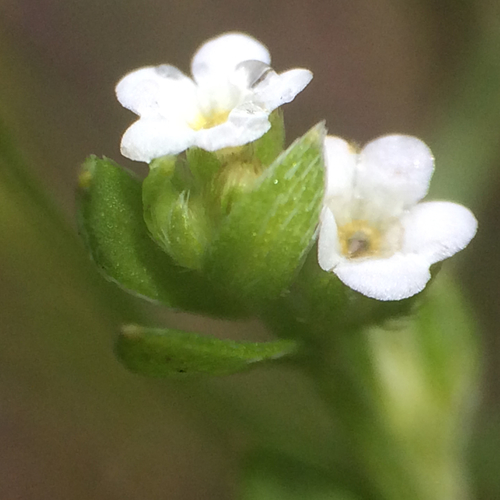San Francisco popcornflower (Plagiobothrys diffusus)